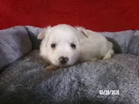 Mary, a female American Eskimo for sale in Anderson, SC – Photo 4 of 4