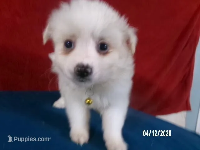 Mary - Yellow – American Eskimo puppy for sale in Anderson, SC