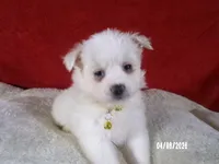 Mary - Yellow, a female American Eskimo for sale in Anderson, SC – Photo 3 of 10