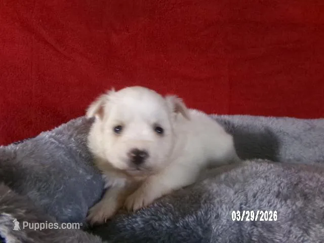 Mary – American Eskimo puppy for sale in Anderson, SC