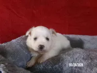 Mary, a female American Eskimo for sale in Anderson, SC – Photo 1 of 4