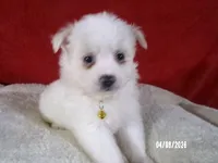 Mary - Yellow, a female American Eskimo for sale in Anderson, SC – Photo 4 of 10