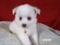 Mary - Yellow, a female American Eskimo for sale in Anderson, SC – Photo 5 of 10