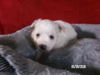 Mary, a female American Eskimo for sale in Anderson, SC – Photo 3 of 4