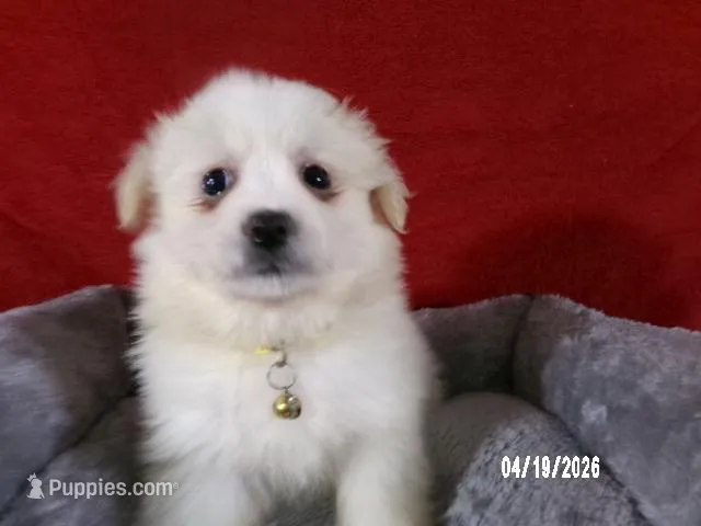 Mary - Yellow – American Eskimo puppy for sale in Anderson, SC
