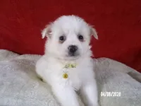 Mary - Yellow, a female American Eskimo for sale in Anderson, SC – Photo 2 of 10