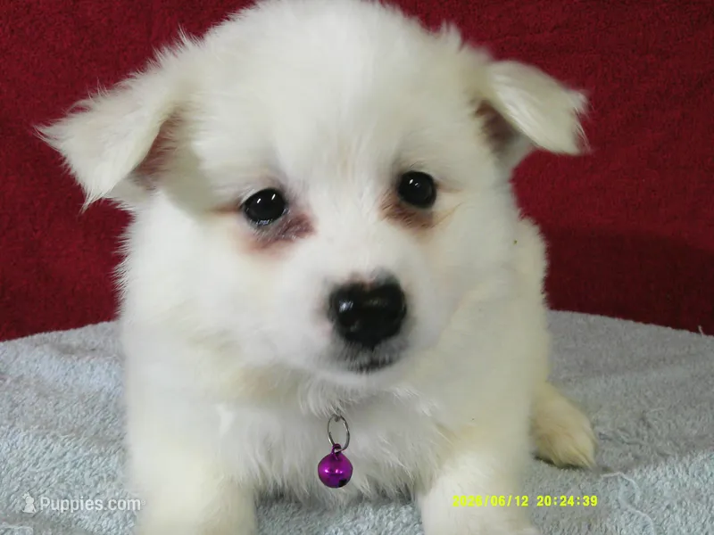 D-Purple – American Eskimo puppy for sale in Anderson, SC