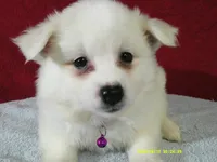 D-Purple, a female American Eskimo for sale in Anderson, SC – 1 of 4