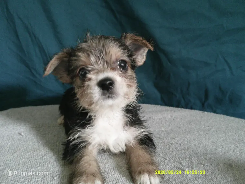 Liam – Pomeranian, Yorkshire Terrier puppy for sale in Anderson, SC