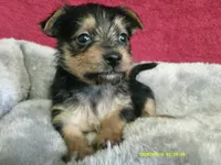Mia, a female Pomeranian and Yorkshire Terrier for sale in Anderson, SC – 6 of 10