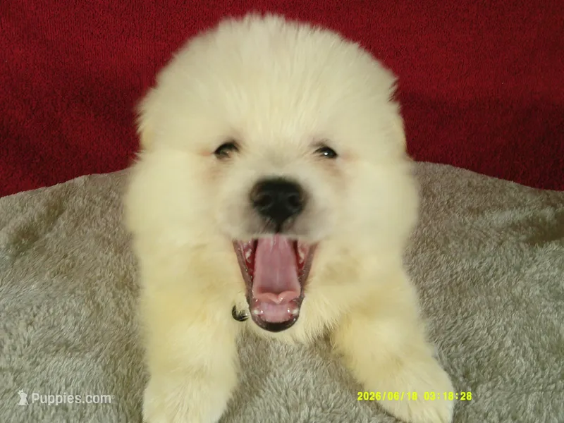 Black-L – American Eskimo puppy for sale in Anderson, SC