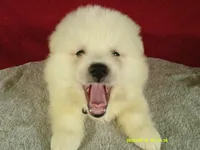 Black-L, a male American Eskimo for sale in Anderson, SC – 1 of 5