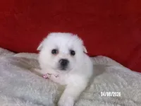 Hope - Pink, a female American Eskimo for sale in Anderson, SC – Photo 2 of 10