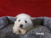 Hope, a female American Eskimo for sale in Anderson, SC – Photo 3 of 4