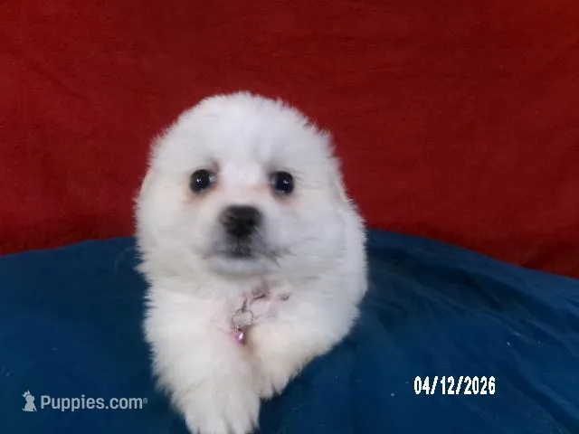 Hope - Pink – American Eskimo puppy for sale in Anderson, SC