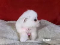 Hope - Pink, a female American Eskimo for sale in Anderson, SC – Photo 3 of 10