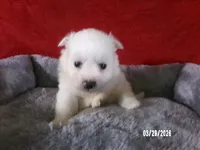 Hope, a female American Eskimo for sale in Anderson, SC – Photo 2 of 4