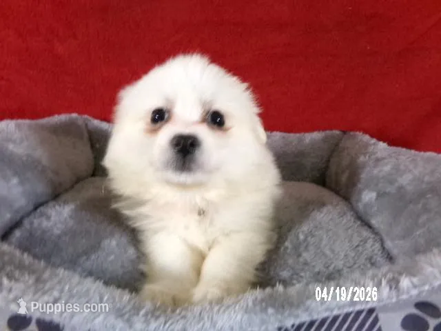 Hope - Pink – American Eskimo puppy for sale in Anderson, SC