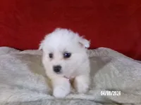 Hope - Pink, a female American Eskimo for sale in Anderson, SC – Photo 5 of 10