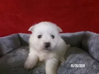 Hope, a female American Eskimo for sale in Anderson, SC – Photo 4 of 4