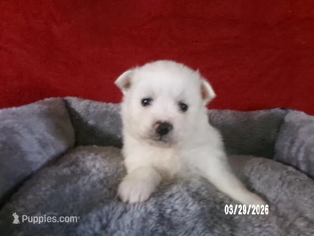 Hope – American Eskimo puppy for sale in Anderson, SC