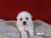 Hope - Pink, a female American Eskimo for sale in Anderson, SC – Photo 1 of 10