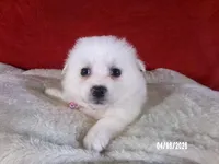 Hope - Pink, a female American Eskimo for sale in Anderson, SC – Photo 4 of 10