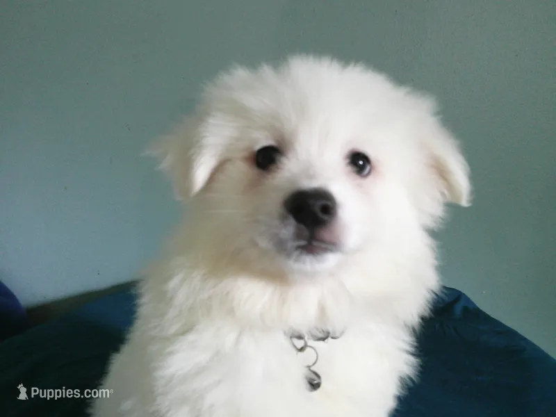 Black-L – American Eskimo puppy on hold in Anderson, SC