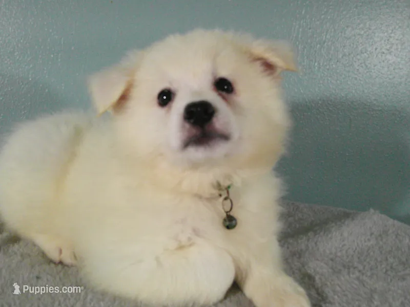 D-Green – American Eskimo puppy for sale in Anderson, SC