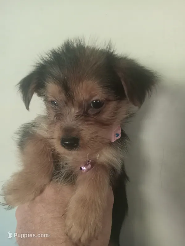 Olivia PINK – Pomeranian, Yorkshire Terrier puppy for sale in Anderson, SC