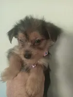Olivia PINK, a female Pomeranian and Yorkshire Terrier for sale in Anderson, SC – 1 of 10