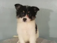 Jasper, a male Pomeranian for sale in Anderson, SC – 4 of 10