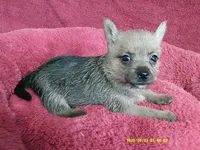 Noah, a male Pomeranian and Yorkshire Terrier for sale in Anderson, SC – 6 of 10