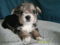 Liam, a male Pomeranian and Yorkshire Terrier for sale in Anderson, SC – 4 of 10