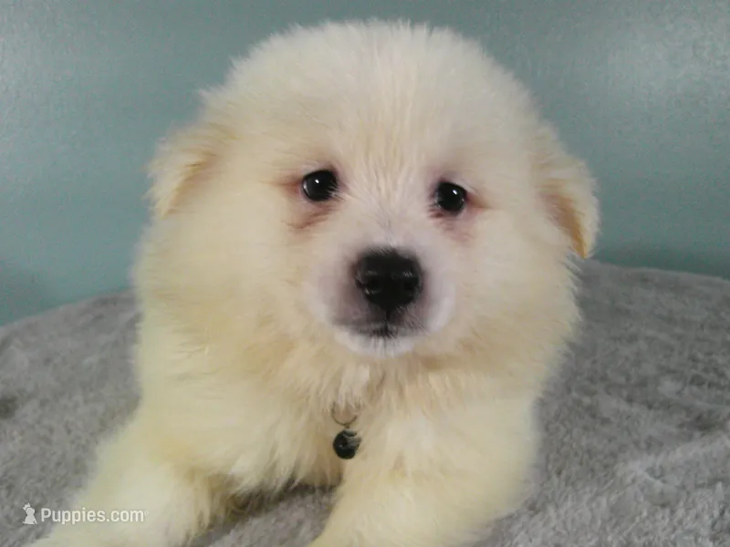 Black-L – American Eskimo puppy for sale in Anderson, SC