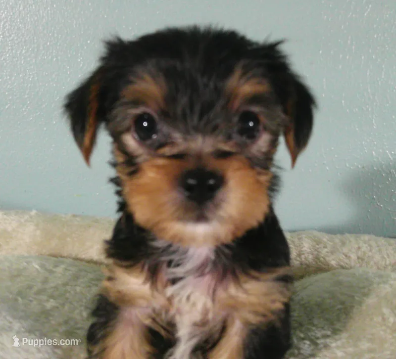 Sunshine – Yorkshire Terrier puppy for sale in Anderson, SC