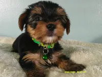 Levi-Green, a male Yorkshire Terrier for sale in Anderson, SC – 3 of 8
