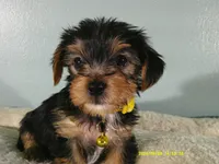 Sunshine-Yellow, a female Yorkshire Terrier for sale in Anderson, SC – 2 of 8