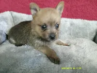 Noah, a male Pomeranian and Yorkshire Terrier for sale in Anderson, SC – 7 of 10
