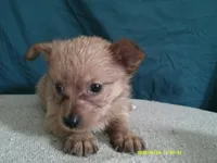 Charlotte, a female Pomeranian and Yorkshire Terrier for sale in Anderson, SC – 4 of 10