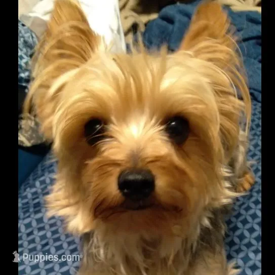 Paul, a male Yorkshire Terrier for sale in Anderson, SC – Photo 10 of 10