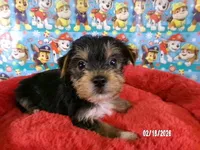 Paul, a male Yorkshire Terrier for sale in Anderson, SC – Photo 3 of 10