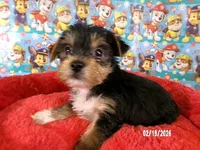 Paul, a male Yorkshire Terrier for sale in Anderson, SC – Photo 4 of 10