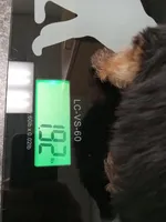 Paul, a male Yorkshire Terrier for sale in Anderson, SC – Photo 7 of 10