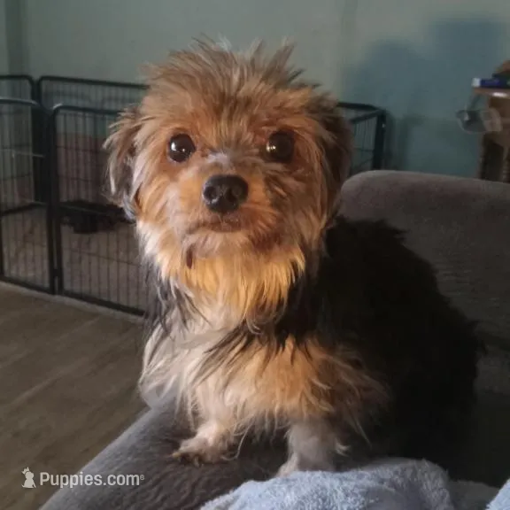 Paul, a male Yorkshire Terrier for sale in Anderson, SC – Photo 9 of 10