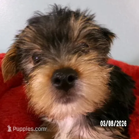 Paul – Yorkshire Terrier puppy for sale in Anderson, SC