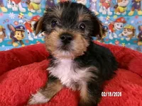 Paul, a male Yorkshire Terrier for sale in Anderson, SC – Photo 1 of 10