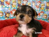 Paul, a male Yorkshire Terrier for sale in Anderson, SC – Photo 2 of 10
