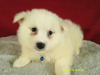 Blue- L, a male American Eskimo for sale in Anderson, SC – 3 of 5