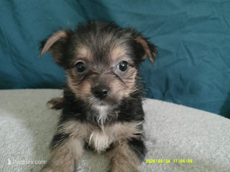Mia – Pomeranian, Yorkshire Terrier puppy for sale in Anderson, SC